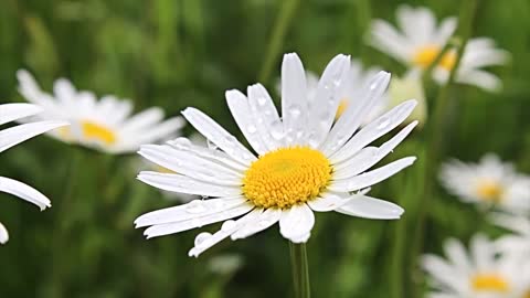 Beautiful flowers to relax