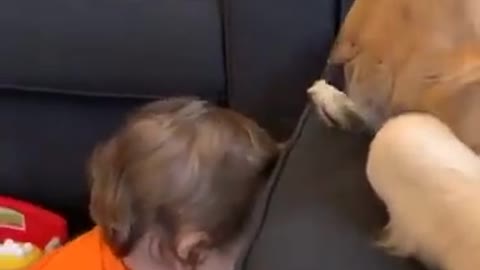 Dog and baby most comedy video