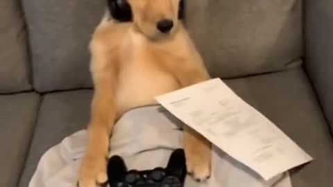 dog videos