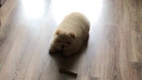 Fluffy Puppy Has No Idea What To Make Of His Treat