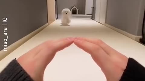 Cute puppy training skill