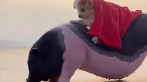 Cute small dog riding on a pig