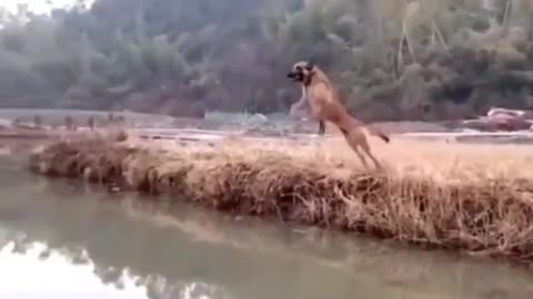 dog takes an unbelievable spectacular olympic jump