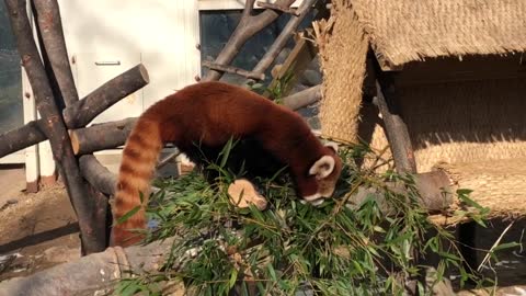 Lesser pandas eat grass