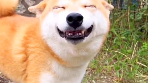 What a happy dog funny dog 🐶🐶🐶