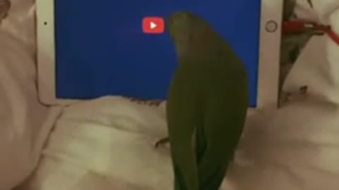 Смышлёный попугай 👏