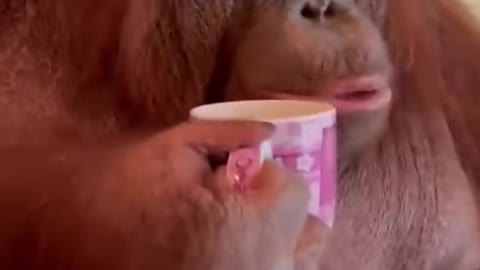 Orangutans Imitate Humans To Drink Tea, So Funny