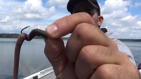 How to hook a worm on a regular hook