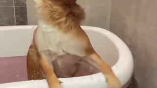 A dog who likes to take a bath