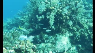 Roatan Sea , diving