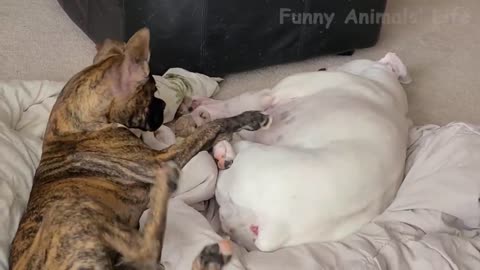 🐶 Dogs And 😹 Cats In Funny Situations - Try Not To Laugh 😂