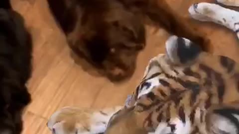Dogs hang out with huge tiger!