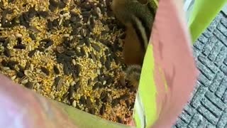 Chipmunk caught inside bird seed bag stealing all the food