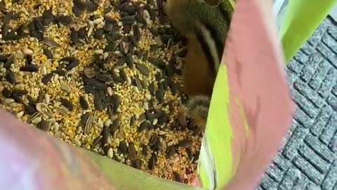 Chipmunk caught inside bird seed bag stealing all the food