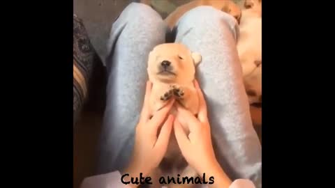 Cute baby animals Videos - Cute kitten sleeping And puppy laughing - Soo Cute! #87