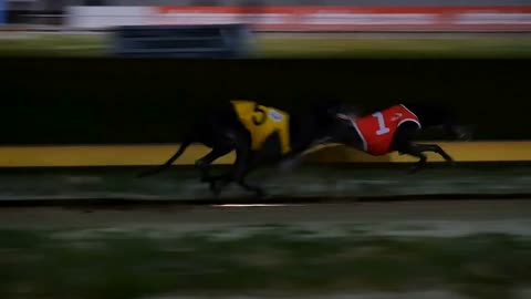 Greyhound dog racing competitive sport betting slow