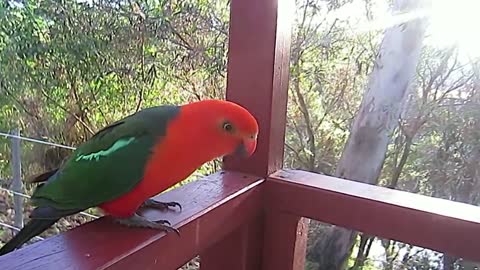 Australian king parrots (red parrots)