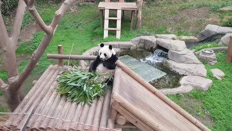 Photographing a panda eating bamboo at Lotte World