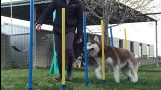 How To Train Ur Dog