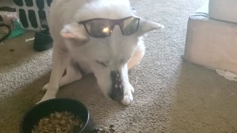 Blind Siberian Husky eats her food with Style