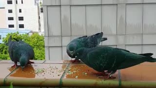 Feeding To Pigeons In Maldives