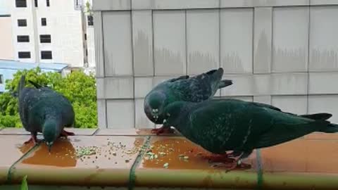 Feeding To Pigeons In Maldives