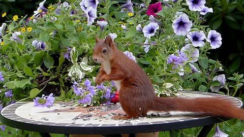 Brown squirrel eating flowers