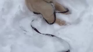 Golden Snow Dog