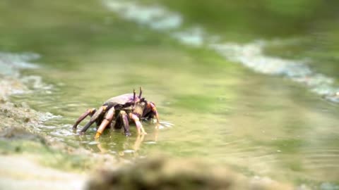 VIDEOS COMPILED WITH CRABS ON THE BEACH AND SEA LOOSE AND FREE IN NATURE [UPDATED 2022]!