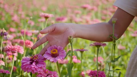 Beautiful Flower Garden