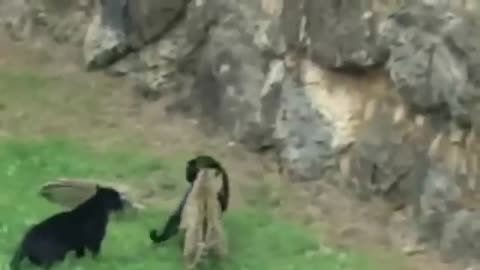 Wild Animals fight jaguar vs....