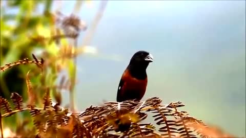 Bullfinch - adorable singing bird - compilation