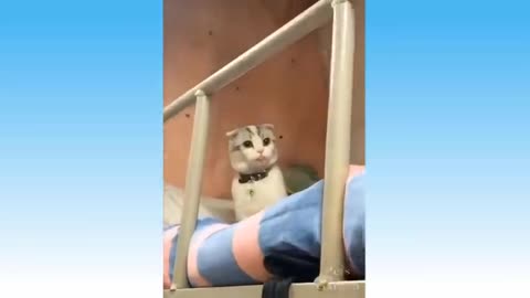 Best Funny Cats