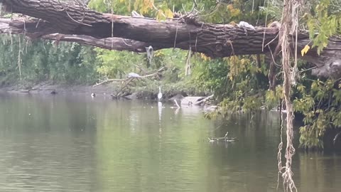 Great White Egret spotted at Humber River James Gardens