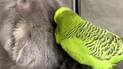 funny parrot helping his cat friend to clean up