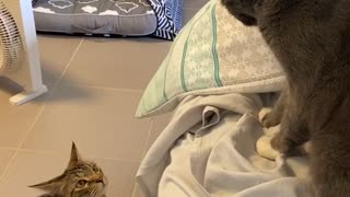 Kitties Have A Swift Standoff