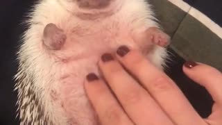 Hedgehog getting belly rub