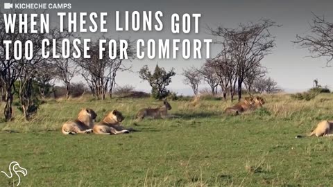 Giraffe Mom Shows Lions That NO ONE Messes With Her Family