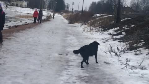 Man Rescued Dog from Ice