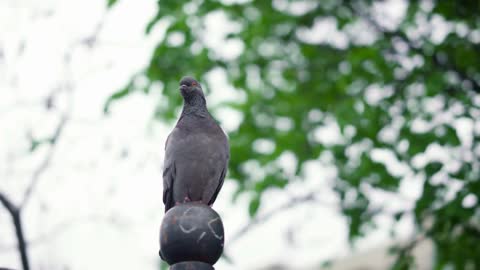 Bird in park view against cloudy sky. Peaceful view of bird sitting