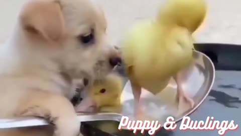 Funny puppy playing with baby ducklings.