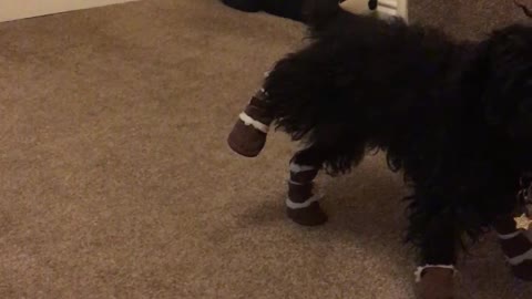 Doggy Doesn't Care for New Booties