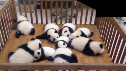 So many cute baby pandas sleeping in a baby cot