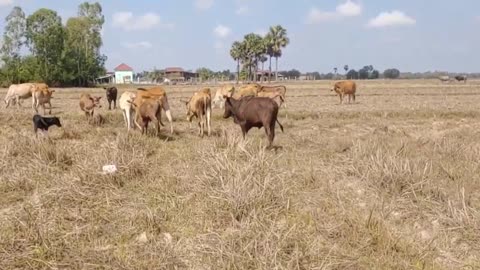 Super Small Cow In India Vs USA Cow At Rice The Field