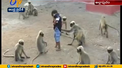 Special friendship bond between 18-month-old boy and monkeys