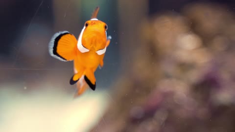 Close-up Footage Of A Clown Fish