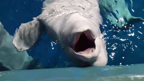 The lovely animal "beluga" in slow motion