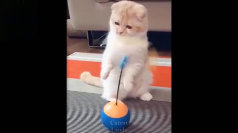 Funny cat