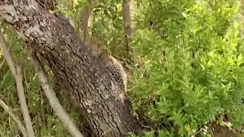 Mother Leopard Climbed Tree To Save Her Cub, Eagle Received Tragic End When It Touched Baby Leopard