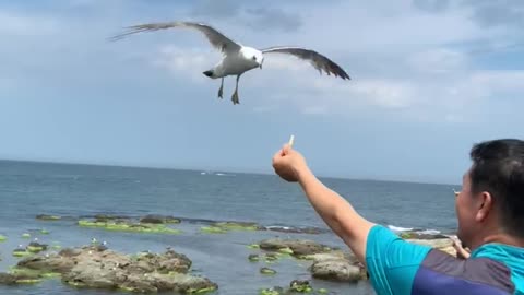 Seagull eat shrimp cracker